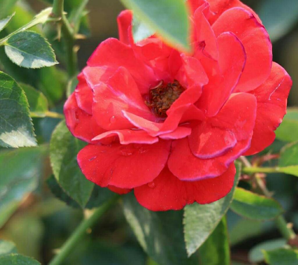 Rose Plant