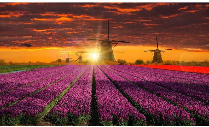 Artzfolio Windmill With Beautiful Tulip Field Holland Vinyl Wall Sticker 47.3 x 28 inch  (Multicolor)