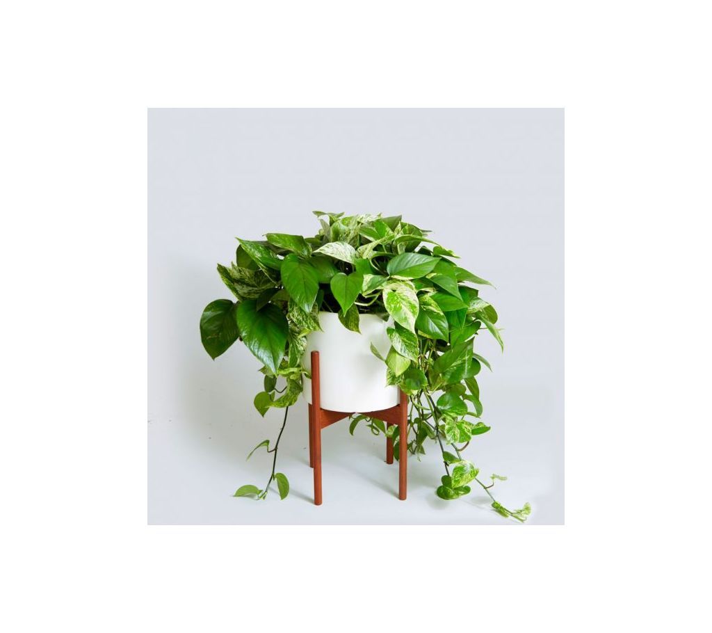 Indoor Plant