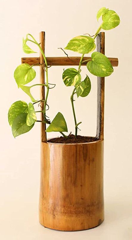 Watika Craft Hanging Planter for Your Home Decoratio Shellac Polished with Cotton Rope Artificial Plant with Pot  (14 cm, Brown)