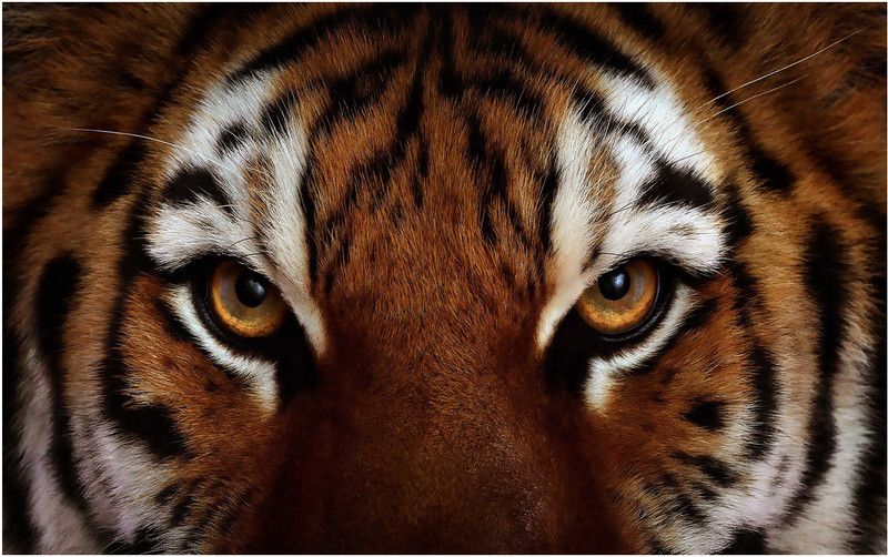 Animal Tiger Big Size Flex Poster for Room B90 Paper Print  (24 inch X 36 inch, Rolled)