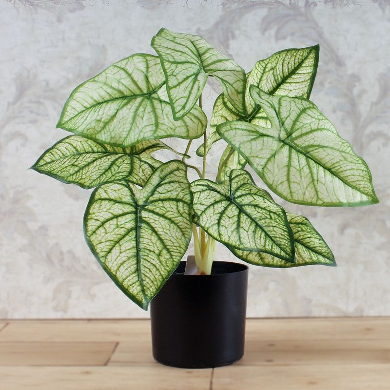 Elemntl Artificial Syngonium Plant with Plastic Pot for Home Decor | Decoration Items for Living Room | Decorative Table Top Indoor Plants Bonsai for Office Desks & Counters Bonsai Wild Artificial Plant with Pot  (54 cm, Yellow)