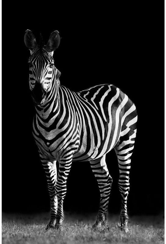 Artzfolio Zebra Canvas Painting | MDF Wood Mounting Frame 12 x 18 inch (30 x 46 cms) Canvas 18 inch x 12 inch Painting  (With Frame)