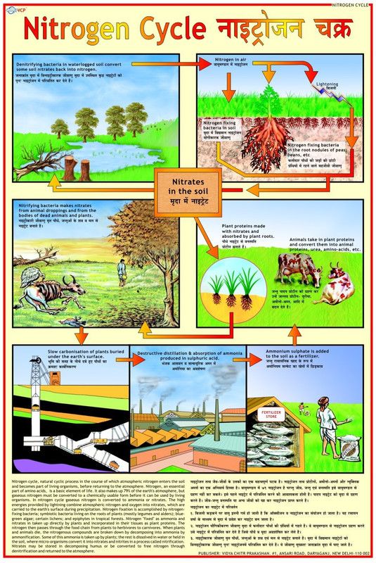 Environment Chart - Nitrogen cycle Photographic Paper  (30 inch X 20 inch, Rolled)