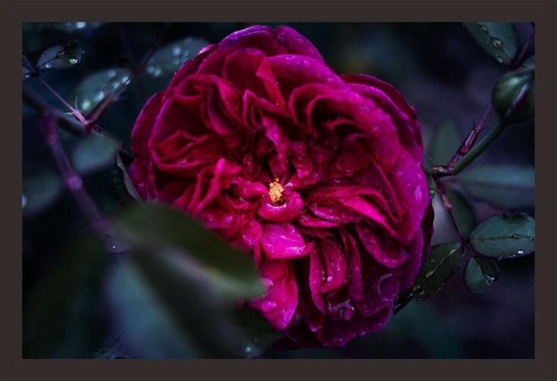 Mad Masters Mad Masters Beautiful Garden Rose with Engaging dark green leafs 1 Piece wooden framed painting |Wall Art | Home Décor | Painting Art | Unique Design | Attractive Frames Digital Reprint 12 inch x 18 inch Painting  (With Frame)