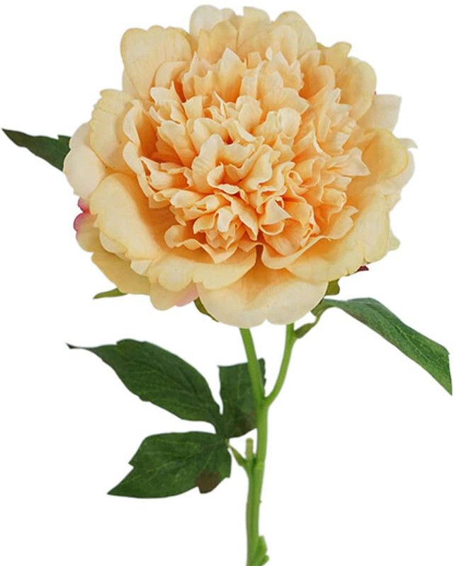 Daissy Raise Clear Peony Artificial Flower  (12 inch, Pack of 1, Flower Bunch)