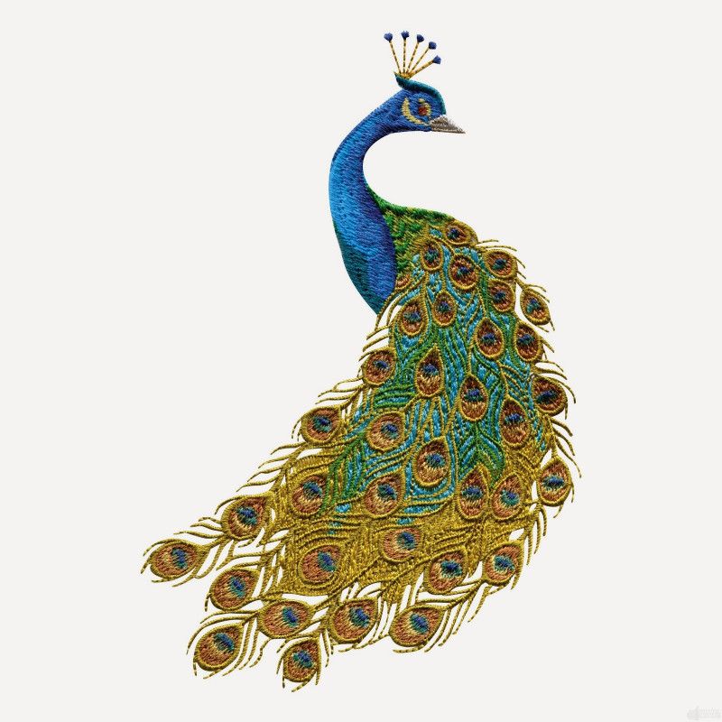 Online Collection 30.48 cm Peacock Sticker, Bird Poster, Animals , (18 inch X 12 inch) pea702 Non-Reusable Sticker  (Pack of 1)