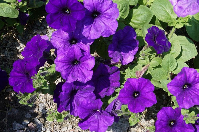 Petunia Flower Multicolour Photo Paper Print Poster Photographic Paper Photographic Paper  (18 inch X 12 inch, Rolled)