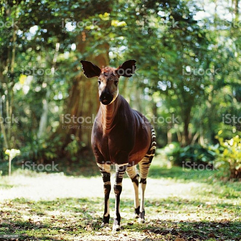 okapi animals poster Multicolor Photo Paper Print Poster Photographic Paper  (18 inch X 12 inch, Rolled)