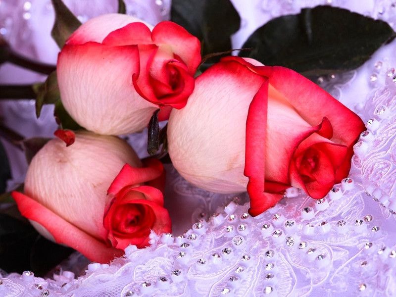 Roses poster Multicolor Photo Paper Print Poster Photographic Paper 18 inch X 12 inch, Rolled Photographic Paper  (18 inch X 12 inch, Rolled)