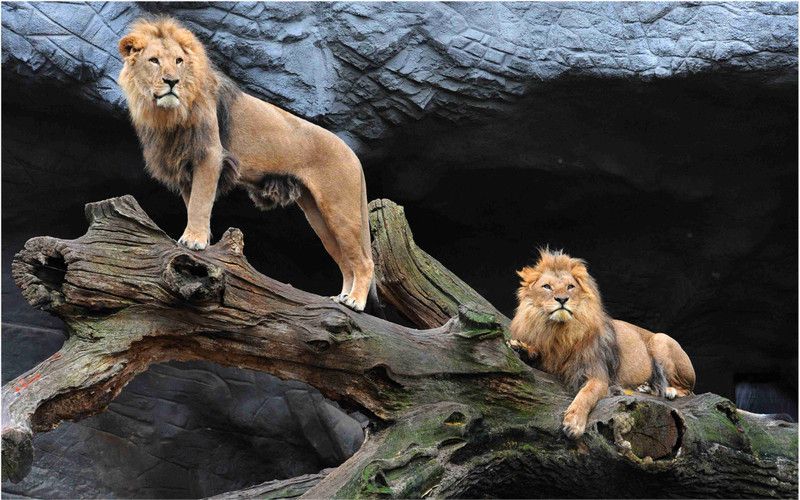 Lion Poster For Room With Gloss Lamination D29 Paper Print  (12 inch X 18 inch)