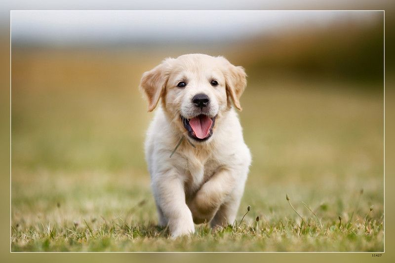 Hd Golden Retriever Puppy Running Labrador Cute Dog Pets Cute Animals Dogs Labrador N Matte Finish Poster Paper Print  (12 inch X 18 inch)