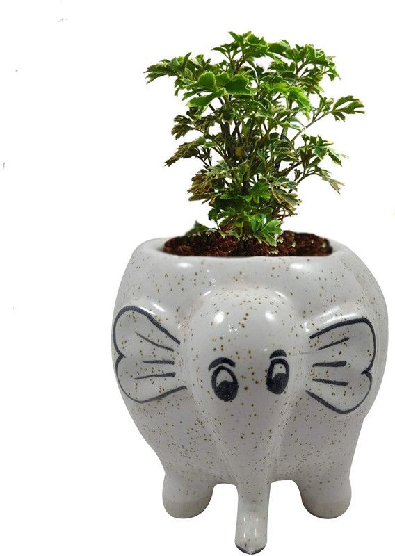 INDIA MEETS INDIA Handmade_Planter Ceramic Vase  (5.5 inch, Multicolor)