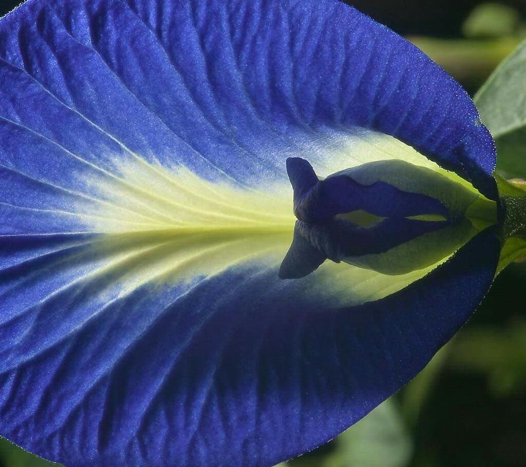 Clitoria Ternatea