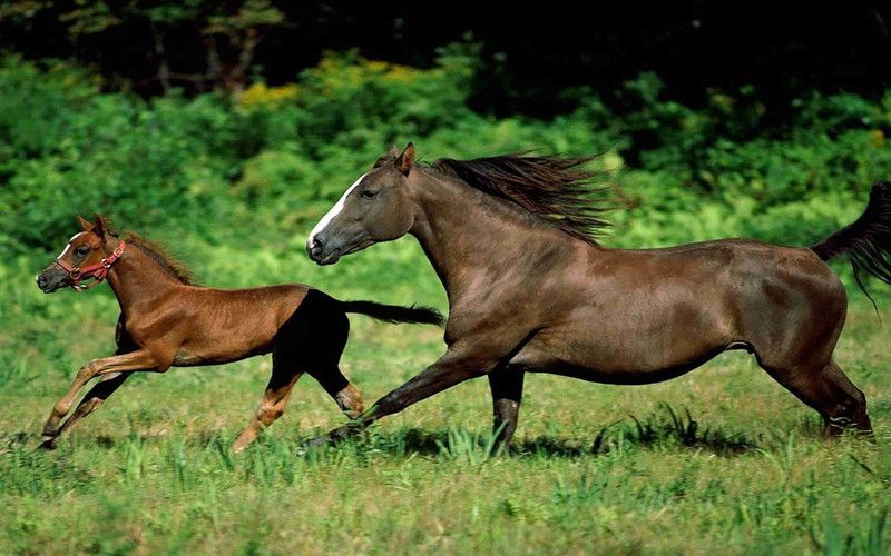 Vastu Horse Flex Poster For Room Mo-2914 Photographic Paper  (24 inch X 18 inch, Rolled)