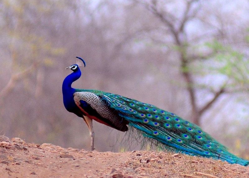 Online Collection 30.48 cm Peacock Sticker, Bird Poster, Animals , (18 inch X 12 inch) pea1045 Non-Reusable Sticker  (Pack of 1)
