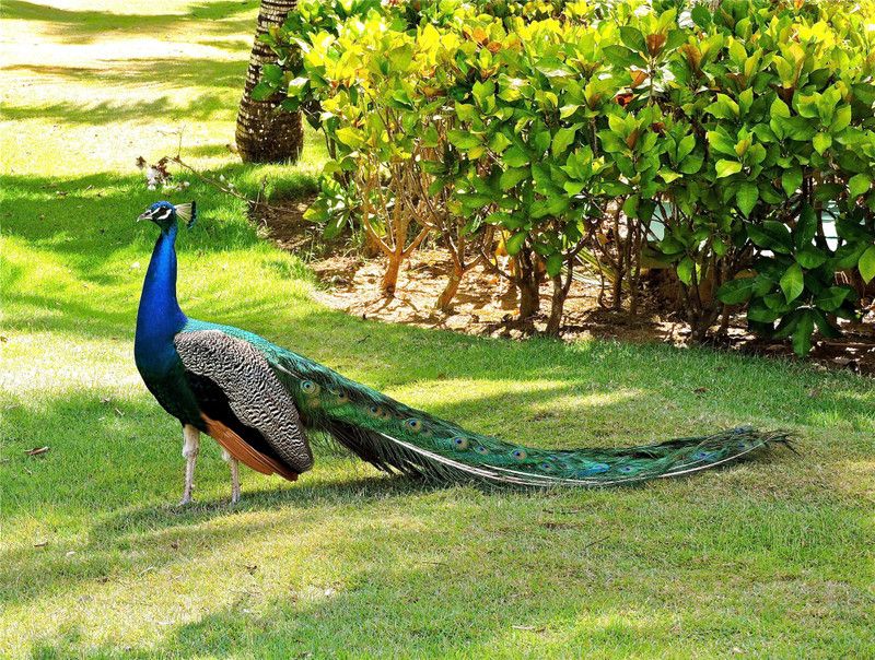 Online Collection 30.48 cm Peacock Sticker, Bird Poster, Animals , (18 inch X 12 inch) pea68 Non-Reusable Sticker  (Pack of 1)
