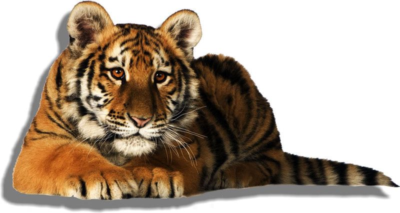 Jump up 62 cm Tiger sitting on the floor Self Adhesive Sticker  (Pack of 1)