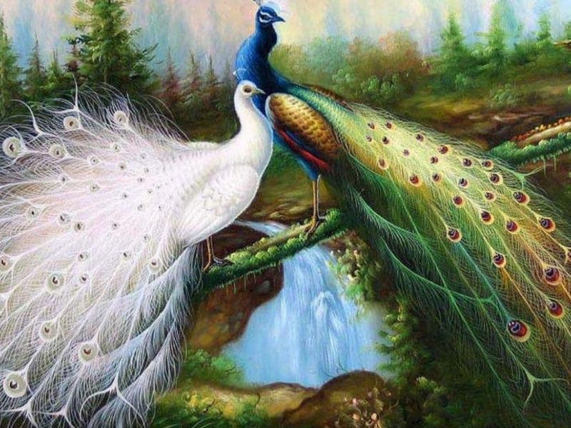 Online Collection 30.48 cm Peacock Sticker, Bird Poster, Animals , (18 inch X 12 inch) pea221 Non-Reusable Sticker  (Pack of 1)