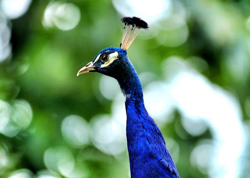 Online Collection 30.48 cm Peacock Sticker, Bird Poster, Animals , (18 inch X 12 inch) pea656 Non-Reusable Sticker  (Pack of 1)