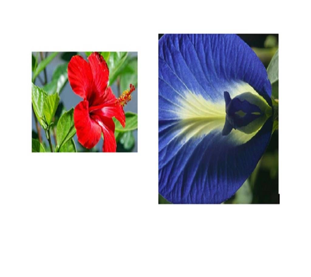 Clitoria Ternatea + Hibiscus Tree - Combo Offer