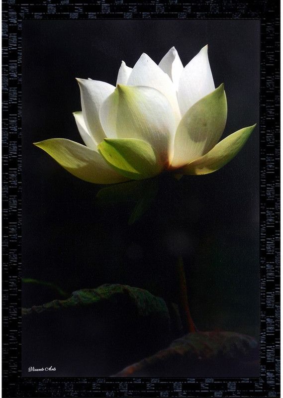 Janki White Lotus Flower Wall Painting with frame for sale Canvas 20 inch x 14 inch Painting  (With Frame)