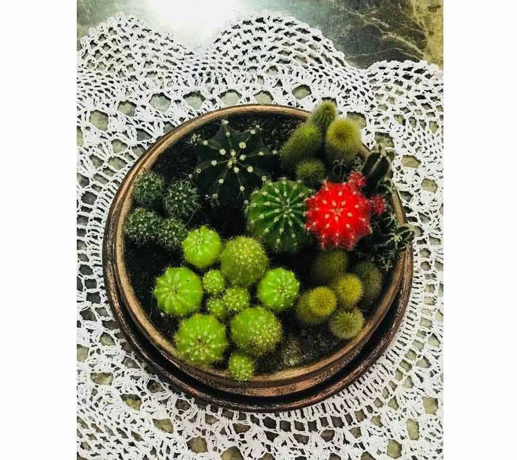 Round jar of 8 cactus