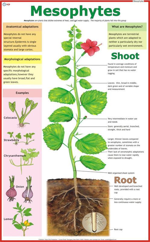Mesophytes Chart Paper Print  (36 inch X 23 inch)
