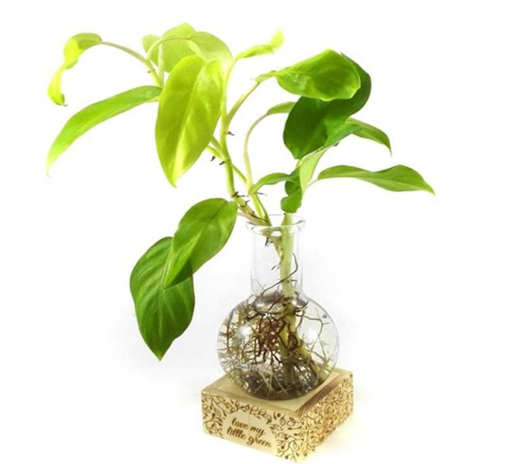 Little Green Philodendron Golden Emerald Indoor Plant with Jar