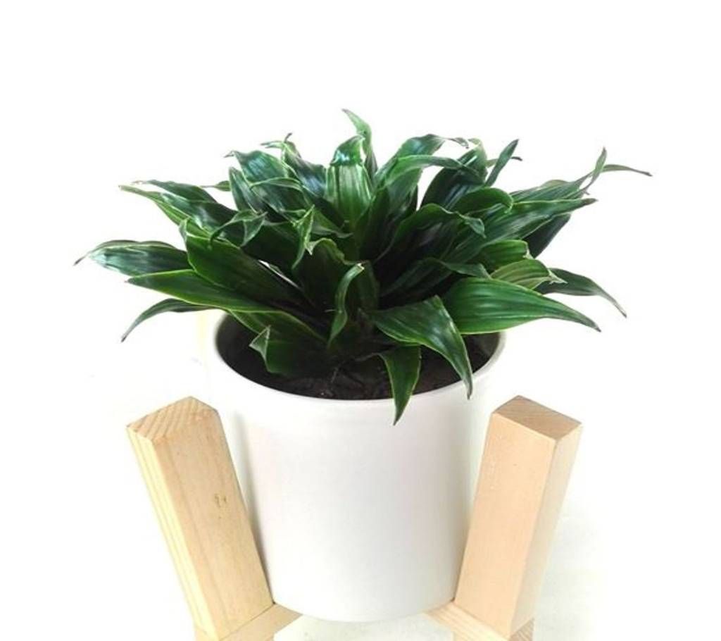 Dracaena Compacta