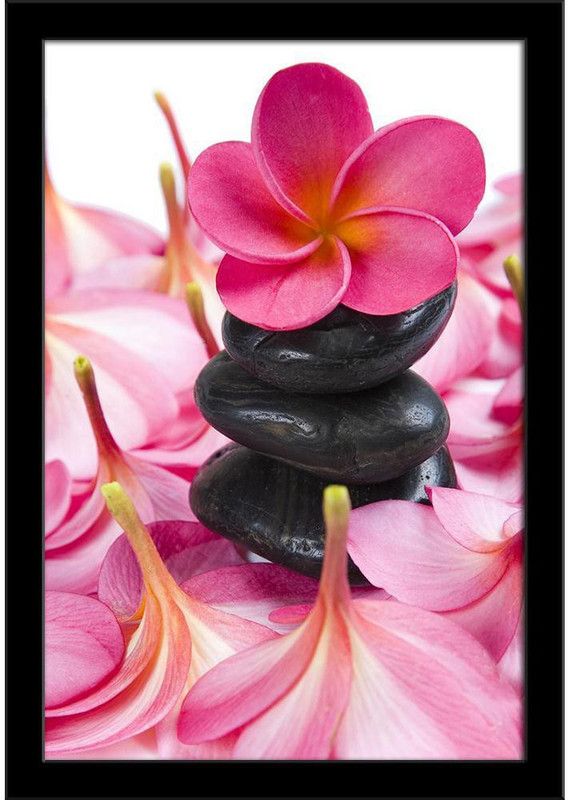 Pink Frangipani Flowers & Black Pebbles Paper Poster Black Frame | Top Acrylic Glass 13inch x 19inch (33cms x 48.3cms) Paper Print  (19 inch X 13 inch)