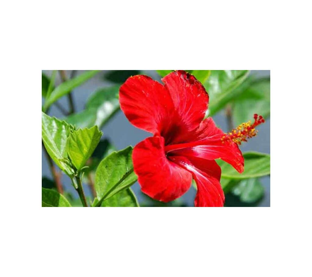 Hibiscus Tree