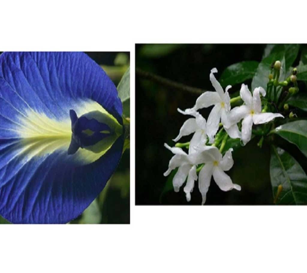 Clitoria Ternatea + Kathmaloti Tree - Combo Offer