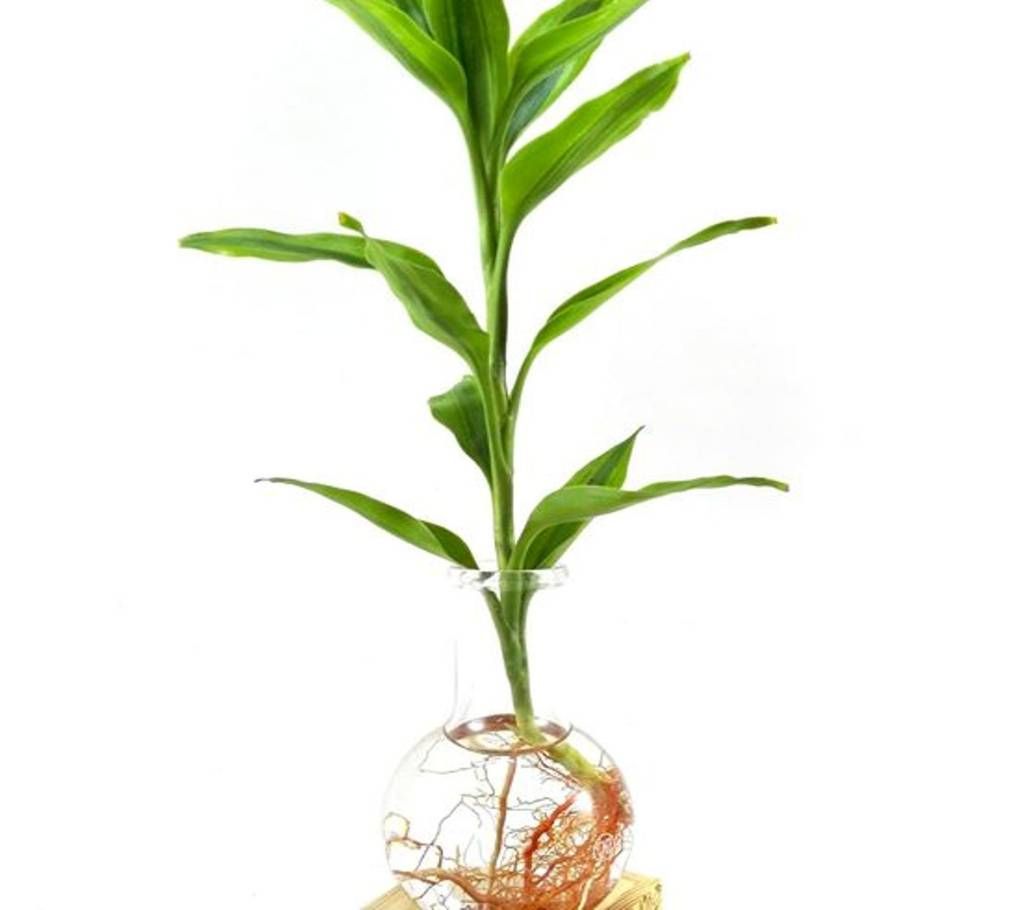 Little Green Lemon-lime Dracaena Indoor Plant 