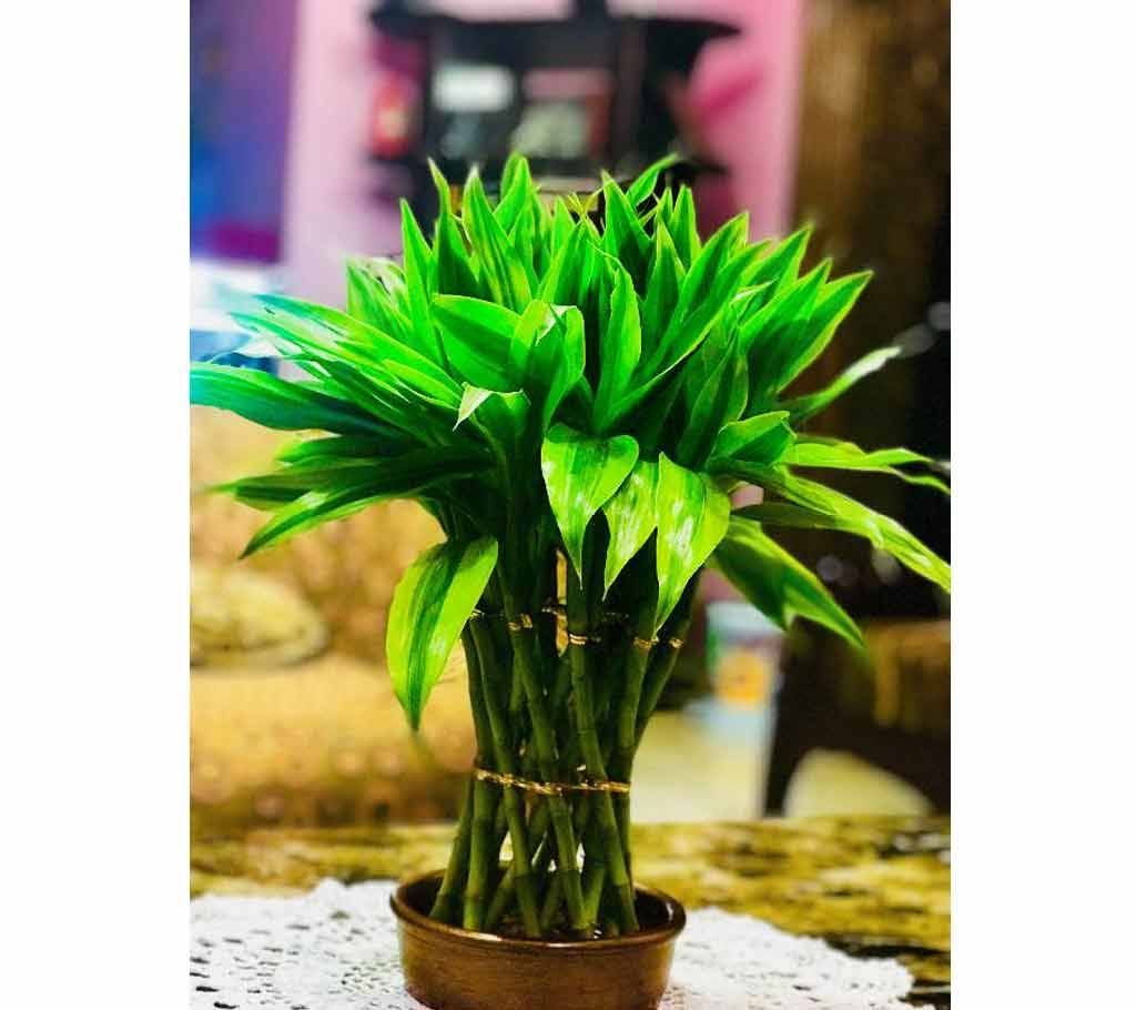 Lucky bamboo plant