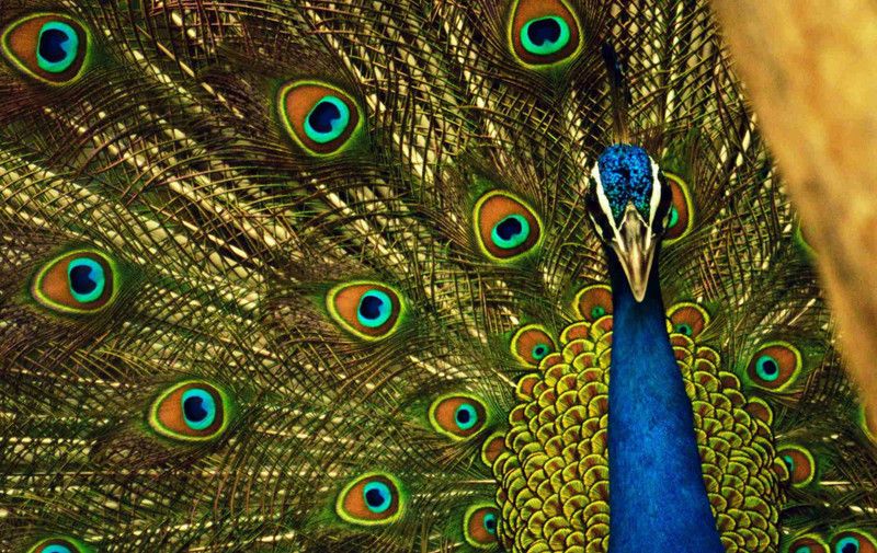 Online Collection 30.48 cm Peacock Sticker, Bird Poster, Animals , (18 inch X 12 inch) pea178 Non-Reusable Sticker  (Pack of 1)