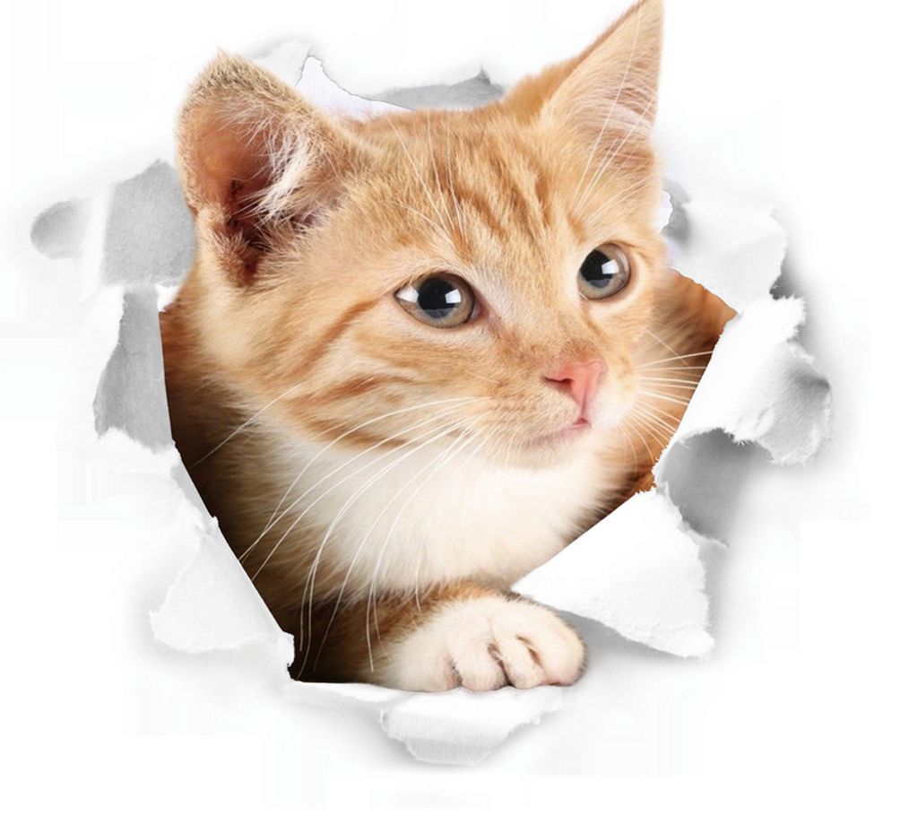 3D Cute Kitten Closestool Sticker