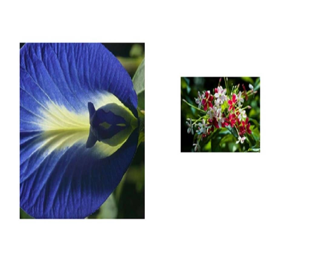 Clitoria Ternatea + Grapevine tree - Combo Offer