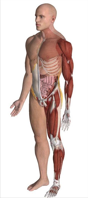 ARND ECORE INDIA 60.96 cm MUSCULAR BODY WALL STICKER Self Adhesive Sticker  (Pack of 1)