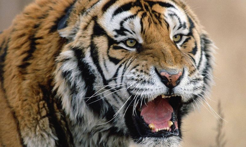 Online Collections 30.48 cm Tiger Sticker Poster, Animals stickers, (18 inch X 12 inch, Rolled) Non-Reusable Sticker  (Pack of 1)