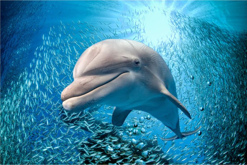 Prime Home Décor 12 cm Under Water Shark HD Wall Poster | Wall Covring Size 12 inch X 18 Inch | Multicolor Wall Poster Self Adhesive Sticker  (Pack of 1)