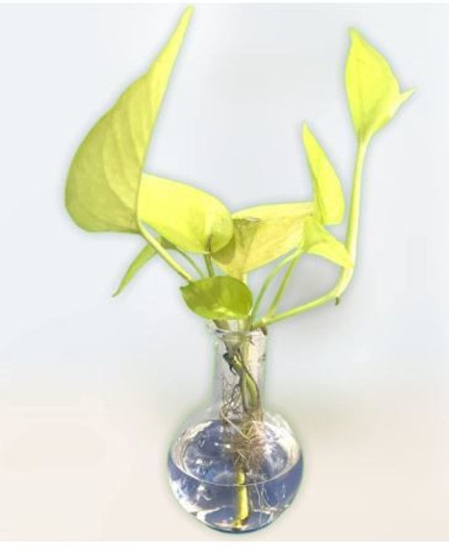 GiftEco Glass Vase  (4 inch, Clear)