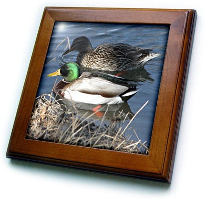 3dRose Mallard Duck Couple Canvas 2.29 cm x 30.48 cm Painting  (With Frame)