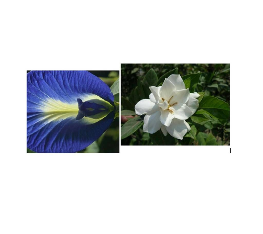 Clitoria Ternatea + Gandharaj tree - Combo Offer