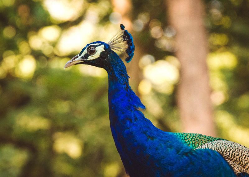 Online Collection 30.48 cm Peacock Sticker, Bird Poster, Animals , (18 inch X 12 inch) pea690 Non-Reusable Sticker  (Pack of 1)