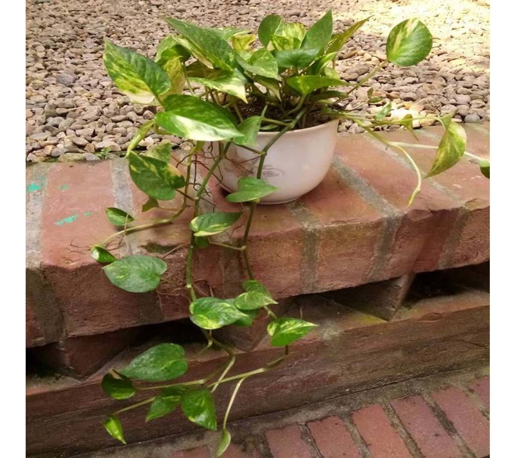 Money Plant Indoor Tree with Pot