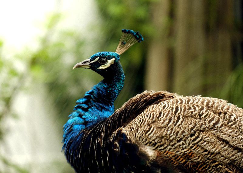 Online Collection 30.48 cm Peacock Sticker, Bird Poster, Animals , (18 inch X 12 inch) pea915 Non-Reusable Sticker  (Pack of 1)
