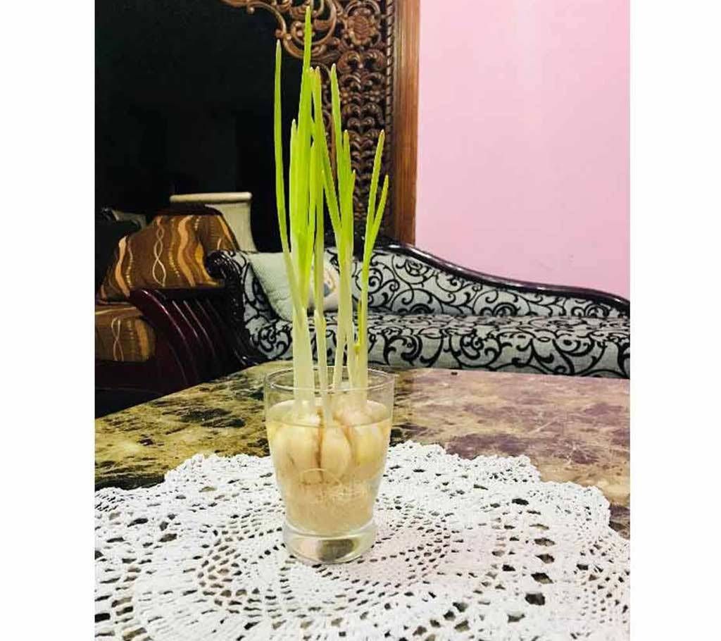 garlic plant