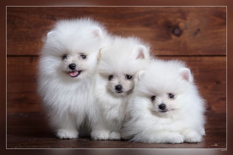 White Fluffy Spitz Three Small Dogs White Puppies Pomeranian Cute Fluffy Dogs Pets Dogs Matte Finish Poster Paper Print  (12 inch X 18 inch, rolled)