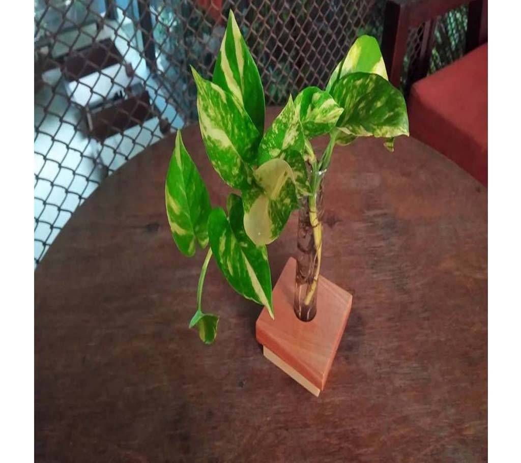 Money Plant Indoor Tree with Jar 